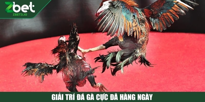 Giải trí đá gà cực đã hàng ngày