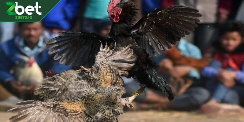 Hội viên theo dõi trận đấu đá gà sôi động