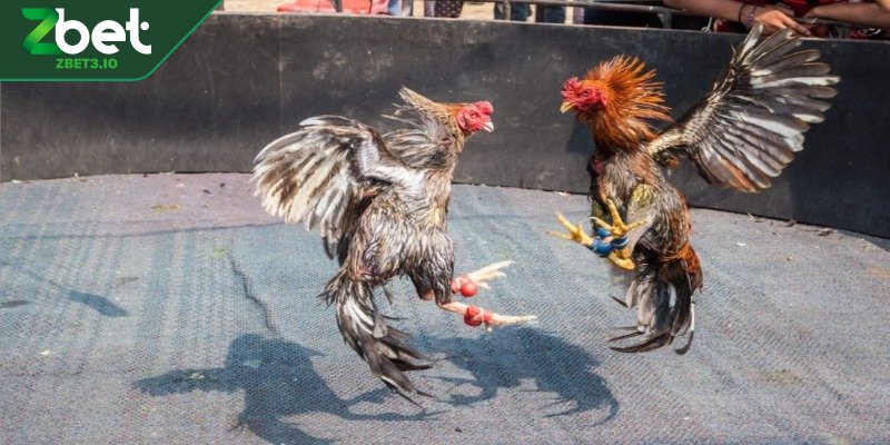 Trọng tài đang kiểm tra gà trước trận đấu